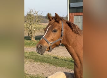 Duitse rijpony, Merrie, 7 Jaar, 144 cm, Vos