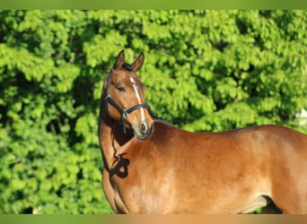 Duitse rijpony, Merrie, 7 Jaar, 145 cm, Bruin