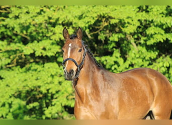 Duitse rijpony, Merrie, 7 Jaar, 145 cm, Bruin