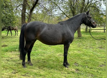 Duitse rijpony, Merrie, 7 Jaar, 145 cm, Bruin