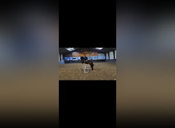Duitse rijpony Mix, Merrie, 7 Jaar, 145 cm, Bruin
