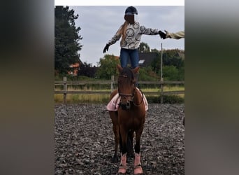 Duitse rijpony Mix, Merrie, 7 Jaar, 145 cm, Bruin