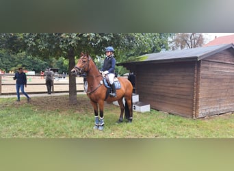 Duitse rijpony Mix, Merrie, 7 Jaar, 145 cm, Bruin