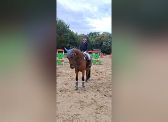 Duitse rijpony Mix, Merrie, 7 Jaar, 145 cm, Bruin