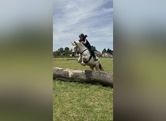 Duitse rijpony Mix, Merrie, 7 Jaar, 145 cm, Perlino