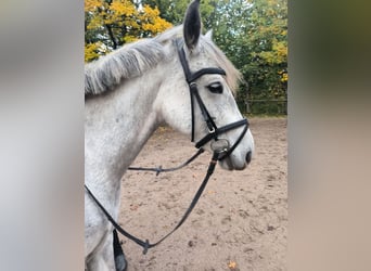 Duitse rijpony, Merrie, 7 Jaar, 145 cm, Schimmel