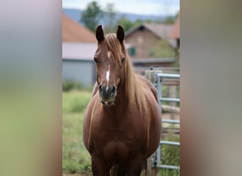Duitse rijpony, Merrie, 7 Jaar, 145 cm, Vos