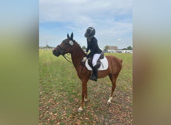 Duitse rijpony, Merrie, 7 Jaar, 145 cm, Vos