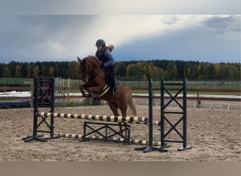 Duitse rijpony, Merrie, 7 Jaar, 145 cm, Vos