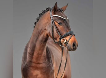 Duitse rijpony, Merrie, 7 Jaar, 146 cm, Bruin