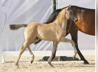 Duitse rijpony, Merrie, 7 Jaar, 146 cm, Bruin