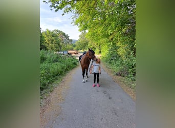 Duitse rijpony, Merrie, 7 Jaar, 146 cm, Bruin