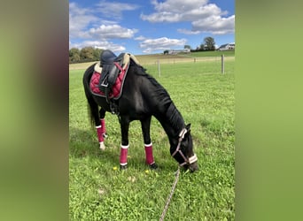 Duitse rijpony, Merrie, 7 Jaar, 146 cm, Donkerbruin