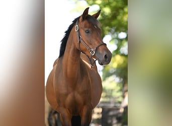 Duitse rijpony, Merrie, 7 Jaar, 146 cm, Donkerbruin