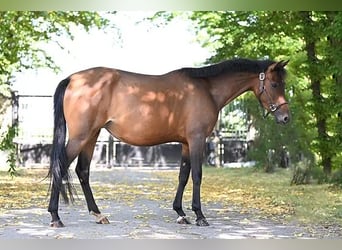 Duitse rijpony, Merrie, 7 Jaar, 146 cm, Donkerbruin