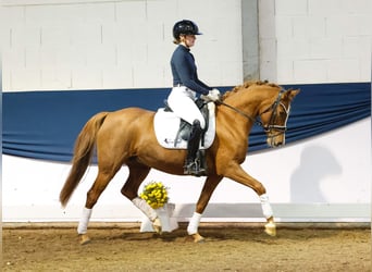 Duitse rijpony, Merrie, 7 Jaar, 146 cm, Donkere-vos