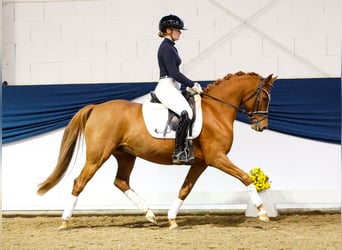 Duitse rijpony, Merrie, 7 Jaar, 146 cm, Donkere-vos