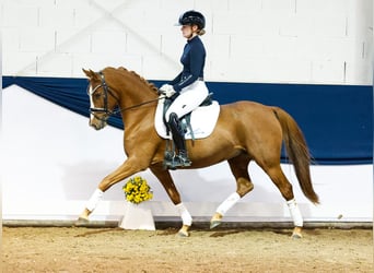 Duitse rijpony, Merrie, 7 Jaar, 146 cm, Donkere-vos