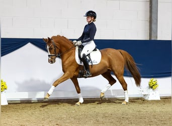 Duitse rijpony, Merrie, 7 Jaar, 146 cm, Donkere-vos