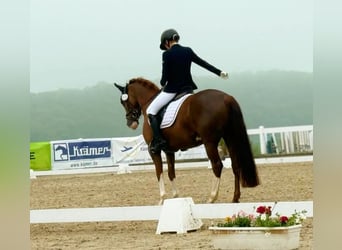 Duitse rijpony, Merrie, 7 Jaar, 146 cm, Vos