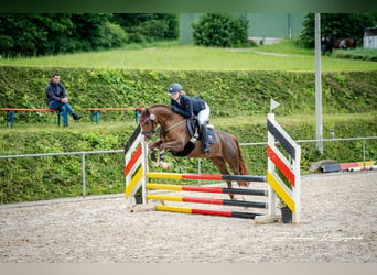 Duitse rijpony, Merrie, 7 Jaar, 146 cm, Vos