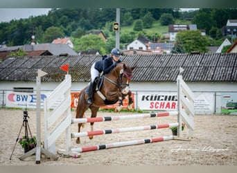 Duitse rijpony, Merrie, 7 Jaar, 146 cm, Vos