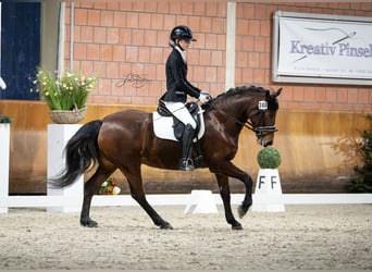 Duitse rijpony, Merrie, 7 Jaar, 147 cm, Bruin