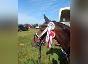 Duitse rijpony, Merrie, 7 Jaar, 147 cm, Bruin