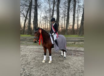 Duitse rijpony, Merrie, 7 Jaar, 147 cm, Bruin