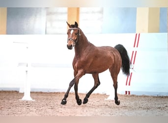 Duitse rijpony, Merrie, 7 Jaar, 147 cm, Bruin