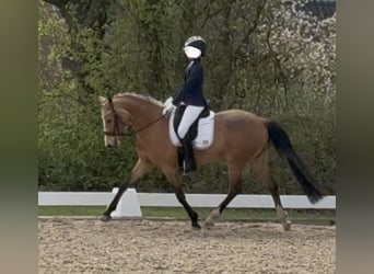 Duitse rijpony, Merrie, 7 Jaar, 147 cm, Buckskin