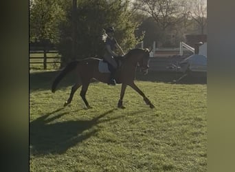 Duitse rijpony, Merrie, 7 Jaar, 147 cm, Buckskin