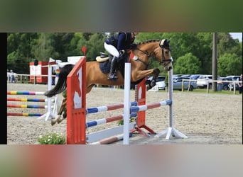 Duitse rijpony, Merrie, 7 Jaar, 147 cm, Buckskin