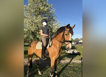 Duitse rijpony, Merrie, 7 Jaar, 147 cm, Buckskin