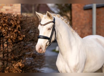 Duitse rijpony, Merrie, 7 Jaar, 147 cm, Cremello