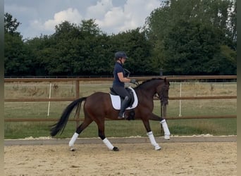 Duitse rijpony, Merrie, 7 Jaar, 147 cm, Donkerbruin