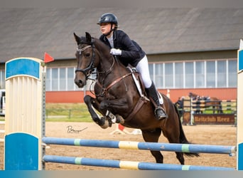 Duitse rijpony, Merrie, 7 Jaar, 147 cm, Donkerbruin