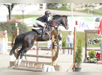 Duitse rijpony, Merrie, 7 Jaar, 147 cm, Donkerbruin