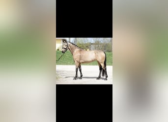 Duitse rijpony, Merrie, 7 Jaar, 147 cm, Falbe