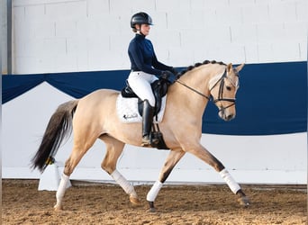 Duitse rijpony, Merrie, 7 Jaar, 147 cm, Falbe