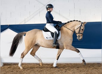 Duitse rijpony, Merrie, 7 Jaar, 147 cm, Falbe