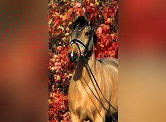 Duitse rijpony, Merrie, 7 Jaar, 147 cm, Falbe