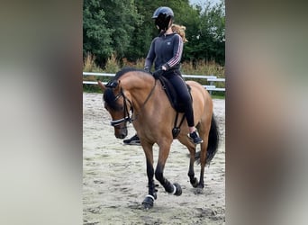 Duitse rijpony, Merrie, 7 Jaar, 147 cm, Falbe
