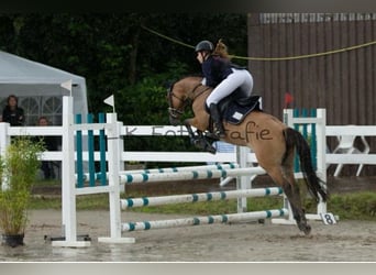 Duitse rijpony, Merrie, 7 Jaar, 147 cm, Falbe