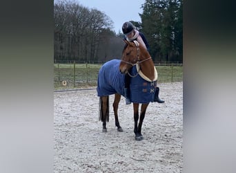 Duitse rijpony, Merrie, 7 Jaar, 147 cm, Falbe