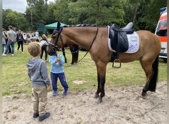 Duitse rijpony, Merrie, 7 Jaar, 147 cm, Falbe