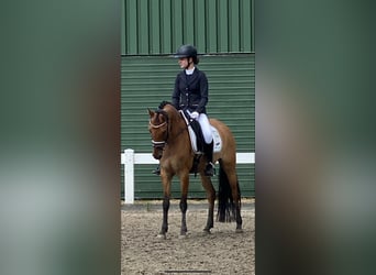 Duitse rijpony, Merrie, 7 Jaar, 147 cm, Falbe