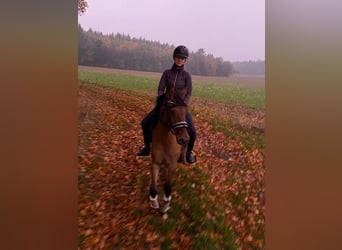 Duitse rijpony, Merrie, 7 Jaar, 147 cm, Falbe