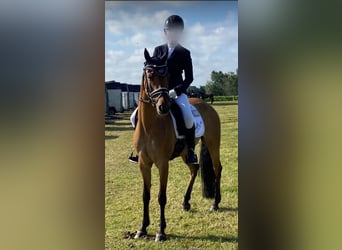 Duitse rijpony, Merrie, 7 Jaar, 147 cm, Falbe