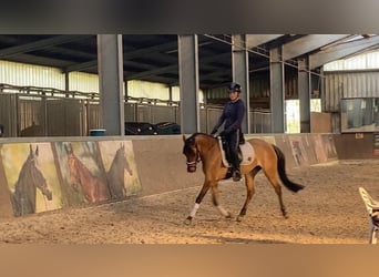 Duitse rijpony, Merrie, 7 Jaar, 147 cm, Falbe